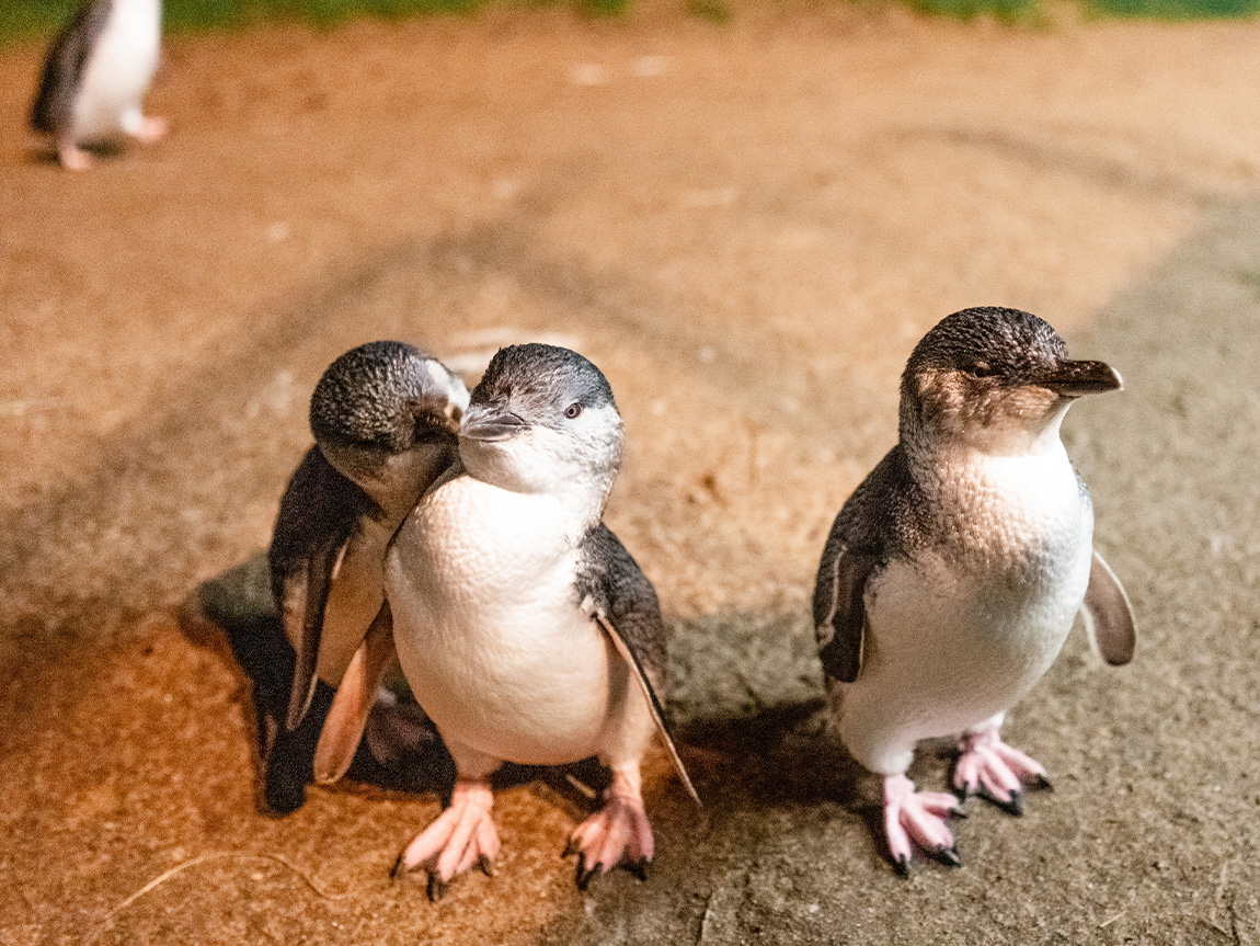 Penguins on Phillip Island