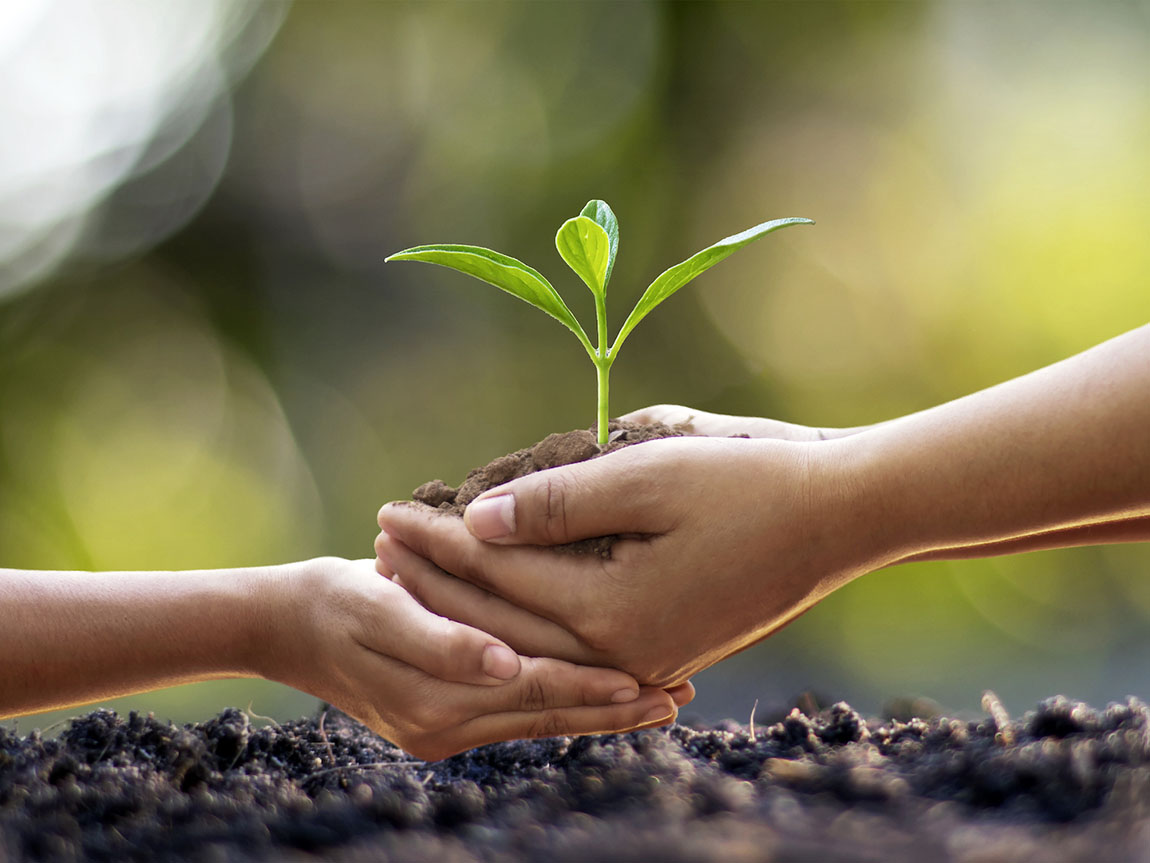 Planting a sapling in soil, Victoria, Australia