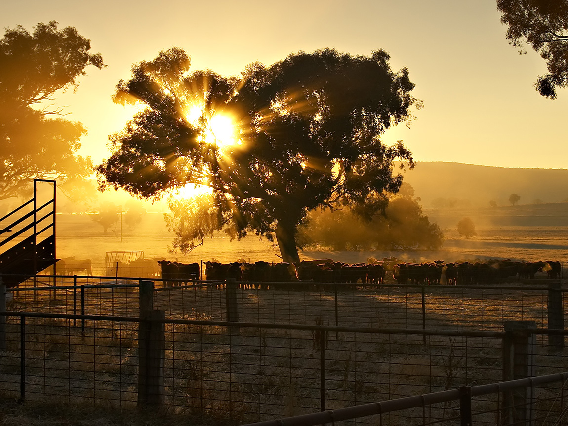 Farmland