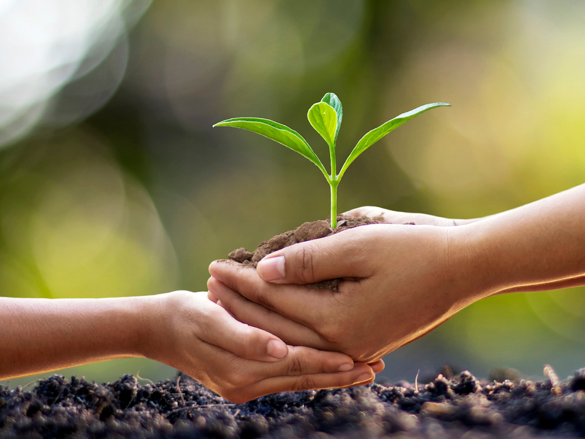 Planting a sapling in soil