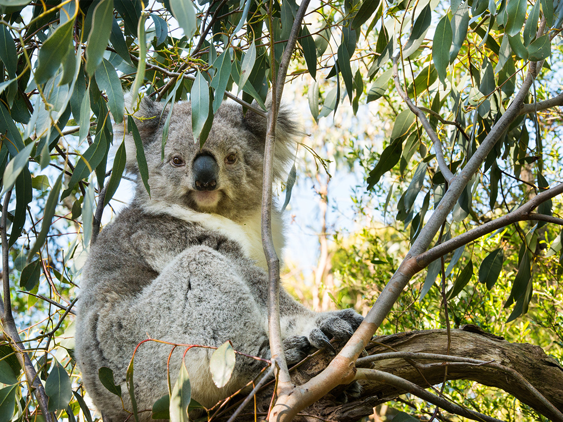 koala